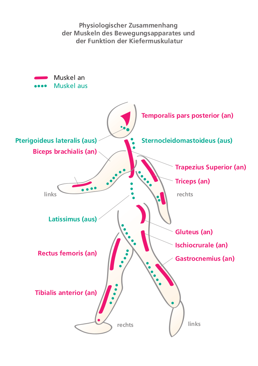 The BALANCE treatment concept - Orthodontics in Hanover - Comprehensive - Holistic - Interdisciplinary