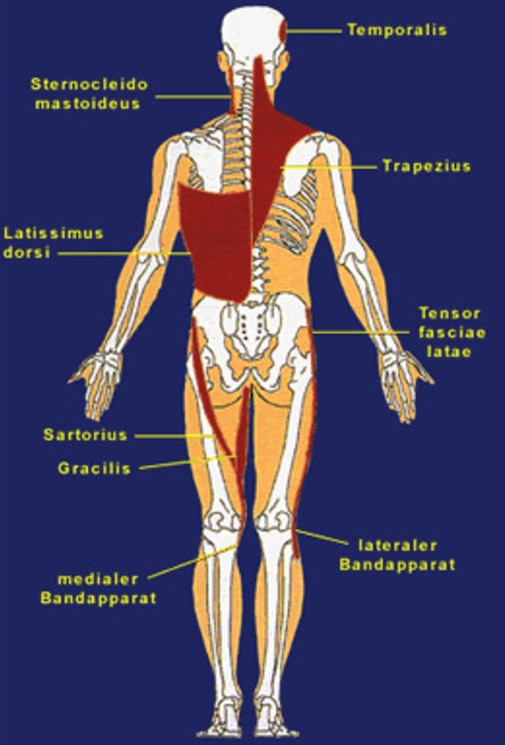 Muscle groups affected by jaw and pelvic misalignment - Kieferorthopaedie Hannover