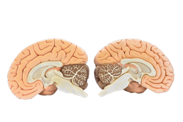 The mouth and jaw region are supplied by a disproportionately large part of the nervous system - ADHD treatment at KFO Hannover